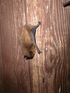 Pipistrellus pipistrellus (Vespertilionidae)  - Pipistrelle commune - Common Pipistrelle Pas-de-Calais [France] 05/04/1999