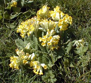 Primula elatior (Primulaceae)  - Primevère élevée, Coucou des bois, Primevère des bois - Oxlip Pas-de-Calais [France] 01/05/1999 - 90m