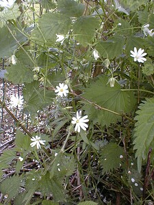 Rabelera holostea (Caryophyllaceae)  - Stellaire holostée - Greater Stitchwort Pas-de-Calais [France] 13/05/1999 - 40m