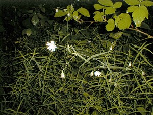 Rabelera holostea (Caryophyllaceae)  - Stellaire holostée - Greater Stitchwort Nord [France] 18/05/1999 - 40m