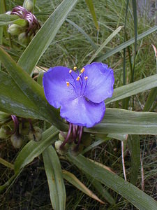 Tradescantia x andersoniana (Commelinaceae)  - Éphémère d'Anderson Nord [France] 27/06/1999 - 50mplante de jardin, originaire des ?tats-unis.