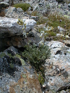 Artemisia atrata (Asteraceae)  - Armoise noirâtre Hautes-Alpes [France] 27/07/1999 - 3150m