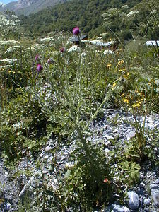 Carduus nutans (Asteraceae)  - Chardon penché - Musk Thistle Savoie [France] 26/07/1999 - 2660m