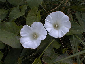 Convolvulus sepium (Convolvulaceae)  - Liseron des haies, Liset, Calystégie des haies - Hedge Bindweed Nord [France] 14/07/1999 - 40m