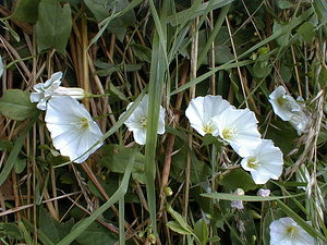 Convolvulus sepium (Convolvulaceae)  - Liseron des haies, Liset, Calystégie des haies - Hedge Bindweed Nord [France] 14/07/1999 - 40m