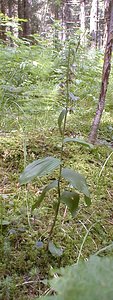 Epipactis helleborine (Orchidaceae)  - Épipactide helléborine, Épipactis à larges feuilles, Épipactis à feuilles larges, Elléborine à larges feuilles, Helléborine - Broad-leaved Helleborine Ain [France] 31/07/1999 - 1040m