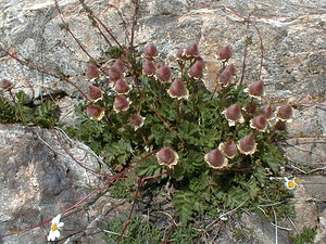Geum reptans (Rosaceae)  - Benoîte rampante Hautes-Alpes [France] 27/07/1999 - 3150m