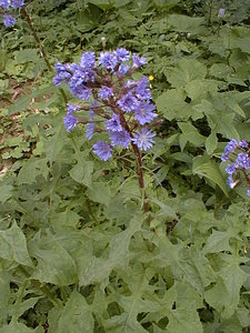 Lactuca alpina (Asteraceae)  - Laitue des Alpes, Cicerbite des Alpes, Mulgédie des Alpes - Alpine Blue-sow-thistle Jura [France] 22/07/1999 - 1400m