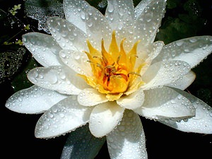 Nymphaea alba (Nymphaeaceae)  - Nymphéa blanc, Nénuphar blanc, Lys des étangs - White Water-lily Nord [France] 10/07/1999 - 40m