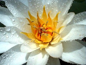 Nymphaea alba (Nymphaeaceae)  - Nymphéa blanc, Nénuphar blanc, Lys des étangs - White Water-lily Nord [France] 10/07/1999 - 40m