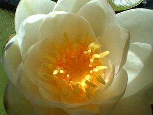 Nymphaea alba (Nymphaeaceae)  - Nymphéa blanc, Nénuphar blanc, Lys des étangs - White Water-lily Nord [France] 16/07/1999 - 40m