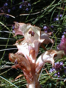 Orobanche caryophyllacea (Orobanchaceae)  - Orobanche oeillet, Orobanche giroflée, Orobanche à odeur d'oeillet, Orobanche du gaillet - Bedstraw Broomrape Ain [France] 23/07/1999 - 1500m