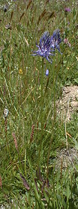 Phyteuma nigrum (Campanulaceae)  - Raiponce noire - Black Rampion Savoie [France] 25/07/1999 - 1940m