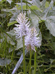 Phyteuma spicatum (Campanulaceae)  - Raiponce en épi - Spiked Rampion Jura [France] 22/07/1999 - 1400m