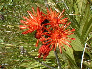 Pilosella aurantiaca (Asteraceae)  - Piloselle orangée, Épervière orangée Savoie [France] 25/07/1999 - 1940m
