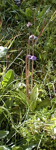 Pinguicula vulgaris (Lentibulariaceae)  - Grassette commune, Grassette vulgaire - Common Butterwort Hautes-Alpes [France] 30/07/1999 - 2190m