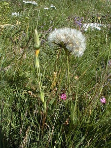 Tragopogon pratensis (Asteraceae)  - Salsifis des prés - Goat's-beard Ain [France] 23/07/1999 - 1500m