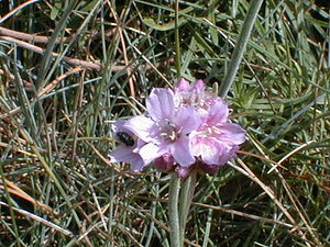 Armeria maritima (Plumbaginaceae)  - Armérie maritime, Gazon d'Olympe maritime, Herbe à sept têtes - Thrift Pas-de-Calais [France] 22/08/1999 - 40m