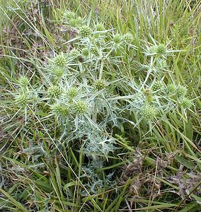 Eryngium campestre (Apiaceae)  - Panicaut champêtre, Chardon Roland - Field Eryngo Aisne [France] 11/08/1999 - 120m