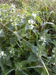 Lamium album (Lamiaceae)  - Lamier blanc, Ortie blanche, Ortie morte - White Dead-nettle Pas-de-Calais [France] 29/08/1999 - 30m