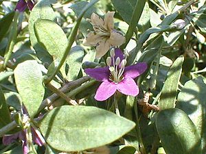 Lycium barbarum (Solanaceae)  - Lyciet de Barbarie, Lyciet commun - Duke of Argyll's Teaplant Pas-de-Calais [France] 22/08/1999 - 40m