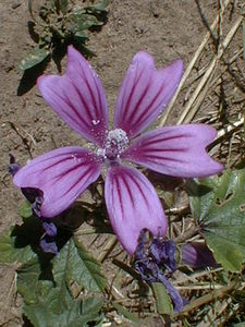 Malva neglecta (Malvaceae)  - Mauve négligée, Petite mauve, Mauve à feuilles rondes - Dwarf Mallow Pas-de-Calais [France] 22/08/1999 - 40m