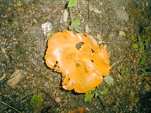 Aleuria aurantia (Pyronemataceae)  - Pézize orangée - Orange-peel Fungus Pas-de-Calais [France] 09/10/1999 - 100m