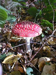 Amanita muscaria (Amanitaceae)  - Amanite tue-mouches, Fausse oronge - Fly Agaric Nord [France] 31/10/1999 - 40m