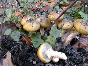 Armillaria mellea (Tricholomataceae)  - Armillaire couleur de miel, Armillaire des feuillus - Honey Fungus Nord [France] 30/10/1999 - 40m