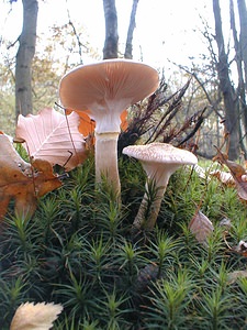 Armillaria ostoyae (Tricholomataceae)  - Armillaire obscure, Armillaire des résineux - Dark Honey Fungus Nord [France] 30/10/1999 - 40m