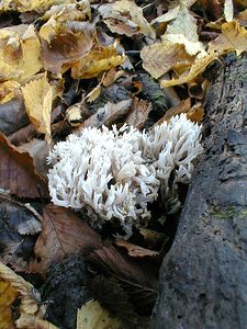 Clavulina coralloides (Clavulinaceae)  - Clavaire crêtée - Crested Coral Nord [France] 30/10/1999 - 40m