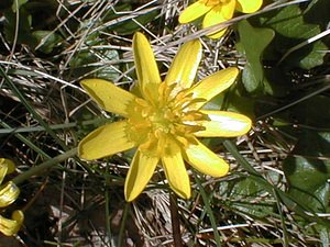 Ficaria verna (Ranunculaceae)  - Ficaire printanière, Renoncule ficaire - Lesser Celandine Nord [France] 02/04/2000 - 20m