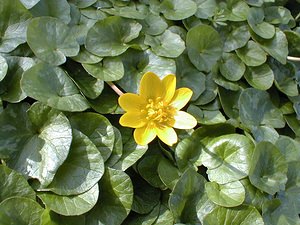 Ficaria verna (Ranunculaceae)  - Ficaire printanière, Renoncule ficaire - Lesser Celandine Nord [France] 02/04/2000 - 20m