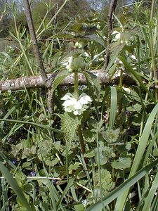 Lamium album (Lamiaceae)  - Lamier blanc, Ortie blanche, Ortie morte - White Dead-nettle Pas-de-Calais [France] 24/04/2000 - 30m