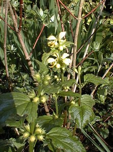 Lamium galeobdolon (Lamiaceae)  - Lamier jaune, Lamier galéobdolon, Ortie jaune Pas-de-Calais [France] 17/04/2000 - 10m