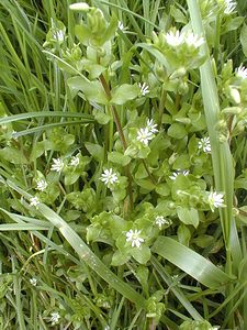 Stellaria media (Caryophyllaceae)  - Stellaire intermédiaire, Mouron, Mouron blanc - Common Chickweed Pas-de-Calais [France] 24/04/2000 - 30m