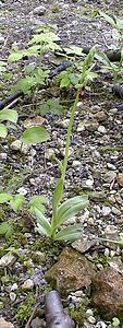 Ophrys insectifera (Orchidaceae)  - Ophrys mouche - Fly Orchid Pas-de-Calais [France] 08/05/2000 - 120m