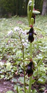 Ophrys insectifera (Orchidaceae)  - Ophrys mouche - Fly Orchid Pas-de-Calais [France] 13/05/2000 - 140m