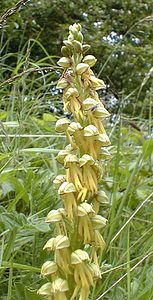 Orchis anthropophora (Orchidaceae)  - Acéras homme-pendu - Man Orchid Pas-de-Calais [France] 21/05/2000 - 70m