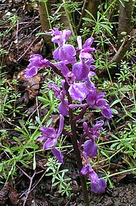 Orchis mascula (Orchidaceae)  - Orchis mâle - Early-purple Orchid Pas-de-Calais [France] 13/05/2000 - 140m