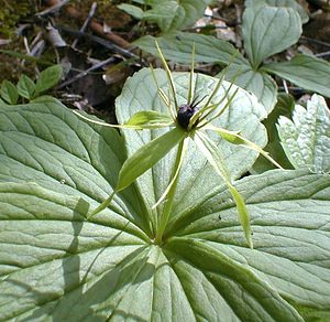 Paris quadrifolia (Melanthiaceae)  - Parisette à quatre feuilles, Étrangle-loup - Herb-Paris Pas-de-Calais [France] 08/05/2000 - 120m