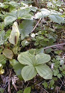 Paris quadrifolia (Melanthiaceae)  - Parisette à quatre feuilles, Étrangle-loup - Herb-Paris Pas-de-Calais [France] 08/05/2000 - 120m