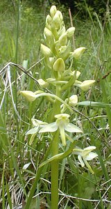 Platanthera chlorantha (Orchidaceae)  - Platanthère à fleurs verdâtres, Orchis vert, Orchis verdâtre, Plalatanthère des montagnes, Platanthère verdâtre - Greater Butterfly-orchid Pas-de-Calais [France] 13/05/2000 - 140m