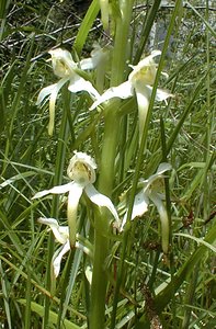 Platanthera chlorantha (Orchidaceae)  - Platanthère à fleurs verdâtres, Orchis vert, Orchis verdâtre, Plalatanthère des montagnes, Platanthère verdâtre - Greater Butterfly-orchid Pas-de-Calais [France] 21/05/2000 - 70m