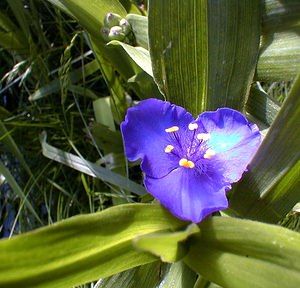Tradescantia x andersoniana (Commelinaceae)  - Éphémère d'Anderson Nord [France] 27/05/2000 - 50mplante de jardin, originaire des ?tats-unis.