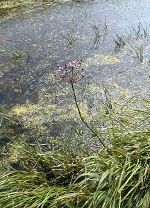 Butomus umbellatus (Butomaceae)  - Butome en ombelle, Jonc fleuri, Carélé - Flowering-rush Pas-de-Calais [France] 11/06/2000