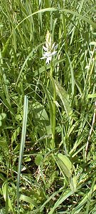 Dactylorhiza fuchsii (Orchidaceae)  - Dactylorhize de Fuchs, Orchis de Fuchs, Orchis tacheté des bois, Orchis de Meyer, Orchis des bois - Common Spotted-orchid Pas-de-Calais [France] 02/06/2000 - 140m