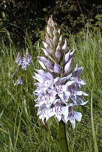 Dactylorhiza fuchsii (Orchidaceae)  - Dactylorhize de Fuchs, Orchis de Fuchs, Orchis tacheté des bois, Orchis de Meyer, Orchis des bois - Common Spotted-orchid Pas-de-Calais [France] 11/06/2000 - 80m