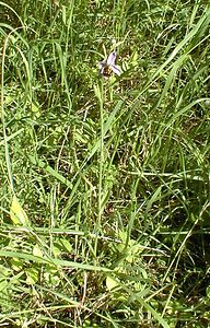 Ophrys apifera (Orchidaceae)  - Ophrys abeille - Bee Orchid Pas-de-Calais [France] 17/06/2000 - 60m
