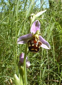 Ophrys apifera (Orchidaceae)  - Ophrys abeille - Bee Orchid Pas-de-Calais [France] 17/06/2000 - 60m